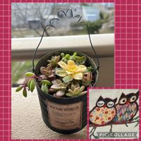 ルビーネックレス,ルビーネックレス,星の王子,姫秀麗,姫秀麗の画像