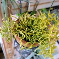 リプサリス,リプサリス･ケレウスクラ,リプサリス属の画像