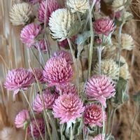 センニチコウ,ドライフラワー,花壇,ガーデニング,山野草の画像