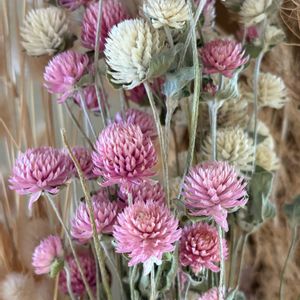 センニチコウ,ドライフラワー,花壇,ガーデニング,山野草の画像