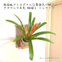 グズマニア,グズマニア,観葉植物,4号鉢,板壁DIYの画像