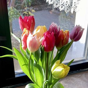 チューリップ,チューリップ,花束,花が咲いたの画像