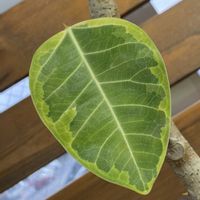 フィカス・ティネケ,フィカス・アルテシーマ,グリーン,園芸店,今日のお花の画像