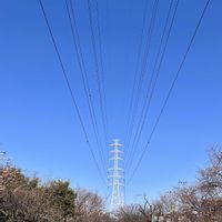 トチノキ,トチノキ,ユキヤナギ,ユキヤナギ,河津桜の画像