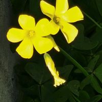 カタバミの画像