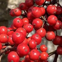 ガマズミ,ガマズミ,ガマズミ,ガマズミ,iphone11の画像