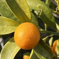 キンカン,キンカン,キンカン,キンカン,キンカン（金柑）の画像
