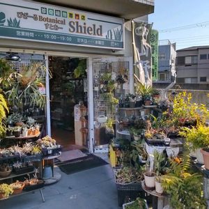 多肉植物,ウラボシ科,ビカクシダ属,食中植物,塊根の画像