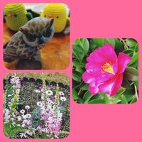 エリカ,サザンカ,お出かけ先にて,幸せを呼ぶフクロウ祭り,フクロウ祭の画像