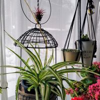 ハツユキカズラ,オリヅルラン,斑入りハートカズラ,エアプランツ・チランジア,観葉植物の画像