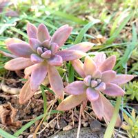 ハナニラ,セダム,多肉大好き,グリーンのある暮らし,多肉のある暮らしの画像