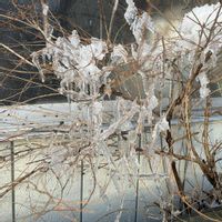 ムラサキシキブ,冬を楽しむ,東北人花の会,２０２０年５月同期の画像