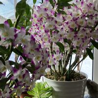 カランコエ,リーフレタス,デンドロビウム:エトワール,デンドロビウム:エトワール,デンドロビウム スプリングポエジー エトワールの画像