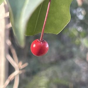 ソヨゴ,ソヨゴ,ソヨゴ,ソヨゴ,牧野植物園の画像