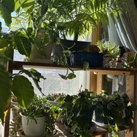 テーブルヤシ,コーヒーの木,多肉植物,観葉植物,鉢植えの画像