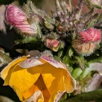 クリスマスローズ,ネメシア,ギョリュウバイ,お花のある暮らしの画像