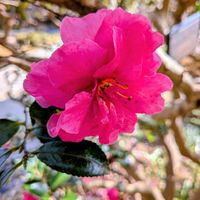 寒椿,散策,常緑,胸キュン,浜松フラワーパークの画像