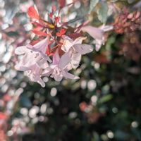 アベリア,いつもの散歩道♡の画像