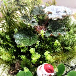 テラリウム,つぶやき,北海道,ありがとう,胞子体の画像