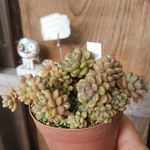 だるま姫秋麗×スプリングワンダー,軒下の画像