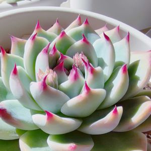 エケベリア属,花芽,多肉植物のある暮らし,花芽発見!,極狭ベランダの画像