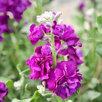 キンセンカ,ストック,フクシア,菜の花,幸せを呼ぶフクロウ祭りの画像