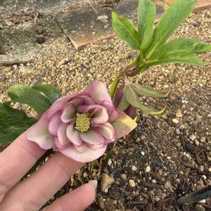 咲いた！,マイガーデン,手作りの庭,花のある暮らし,ナチュラルスタイルの画像