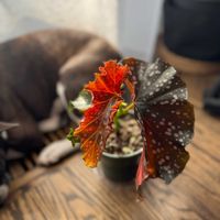 ベゴニア,ベゴニア,ベゴニアマクラータ,観葉植物,観葉植物初心者の画像