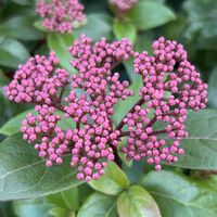 ガマズミ,ガマズミ,ガマズミ,ガマズミ,ビバーナム ティヌスの画像