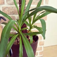 ユッカ,観葉植物,挿し木,北海道,冬の北海道の画像