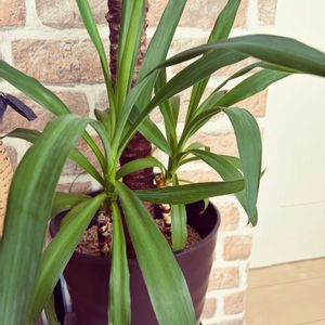 ユッカ,観葉植物,挿し木,北海道,冬の北海道の画像