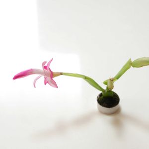 シャコバサボテン,デスクトップグリーン,ペットボトルキャップ,ミニミニ観葉植物,その他部屋の画像