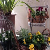 シンビジウム,フィカス,シダ植物,ビオラ・パンジー,癒し…♡の画像