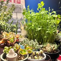 豆苗,リボベジ,植物育成LEDライト,リビング・ダイニングの画像
