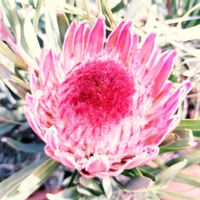 プロテア,プロテア ピクシー,オーストラリア,オージープランツ,南アフリカ原産の画像