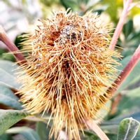 バンクシア,コーストバンクシアセイラ,オーストラリア,オージープランツ,ワイルドフラワーの画像