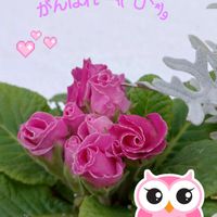 プリムラ,可愛い,春を待つ,がんばる♡,いつも笑顔で〜〜♡の画像