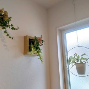 観葉植物,ハイドロカルチャー,ミドリエ,観葉植物のある暮らし,玄関内側の画像