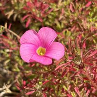 オキザリス,ラベンダー,ピンクの花,GSのみなさんに感謝♡,ありがとう♡の画像