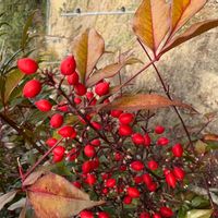 カナメモチの画像