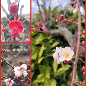 ウメ,ハオルチア,ピーチネックレス,ドルフィンネックレス,多肉植物の画像