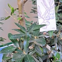 オリーブ,鉢植え,花散歩,復興祈願,園芸ショップの画像