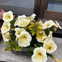 ペチュニアの画像