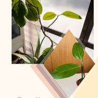 フィカス アルテシーマ,挿し木,今日のお花,観葉植物のある暮らし,埼玉の画像