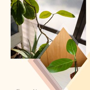 フィカス アルテシーマ,挿し木,今日のお花,観葉植物のある暮らし,埼玉の画像