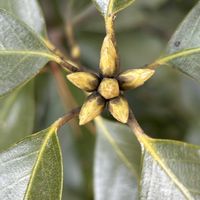 シラカシ,シラカシ,アラカシ,アラカシ,冬芽の画像