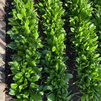 パンジー,ビオラ,オルレア,ほうれん草,ビオラ・パンジーの画像