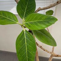 ユッカ,青年の木,青年の木,フィカス アルティシマ,フィカス アルティシマの画像