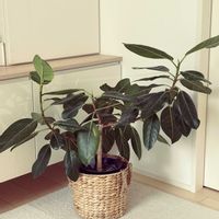 フィカスアルテシーマ,リビング,今日のお花の画像