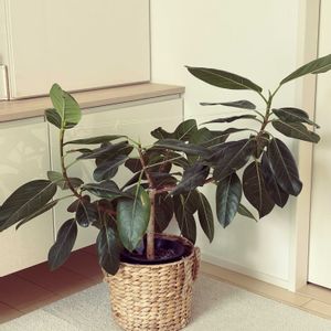 フィカスアルテシーマ,リビング,今日のお花の画像